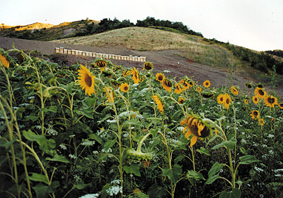 ::AZIENDA AGRICOLA APICOLTURA ENZO STEFANI::