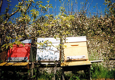 ::AZIENDA AGRICOLA APICOLTURA ENZO STEFANI::