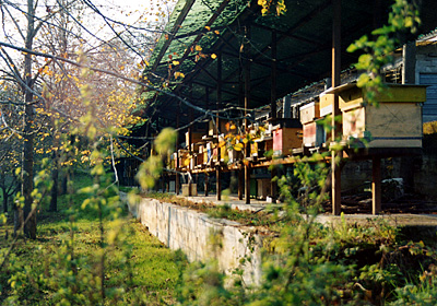 ::AZIENDA AGRICOLA APICOLTURA ENZO STEFANI::